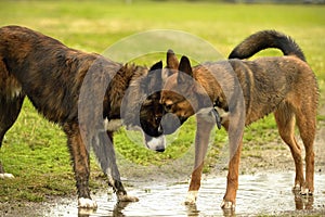 Emotions of animals. Two young dogs are friends. Interaction between dogs. Behavioral aspects of animals.