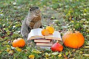 Emotions of a cat. books and cat.Books, pumpkins set, autumn leaves and sulfur emotional cat in the autumn garden.Back