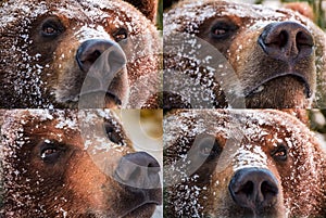 Emotions collage of brown bear muzzle in snow
