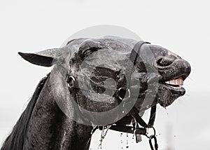 Emotions of a gray horse during washing