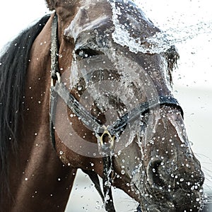 Emotions of horse during washing