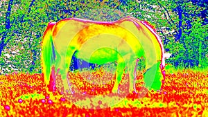 Emperature detection of horse grazing in meadow. Infra thermal camera. Thermography measurement, changed ultra violet light