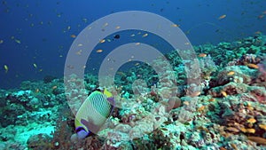 Emperior angelfish Pomacanthus imperator in coral of Red sea Sudan