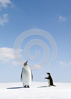 Emperor and Adelie Penguin
