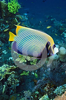 Emperor Angelfish