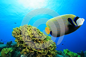 Emperor Angelfish