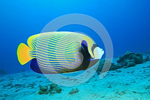 Emperor Angelfish