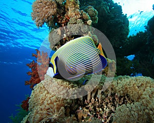 Emperor Angelfish