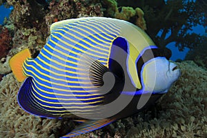 Emperor Angelfish