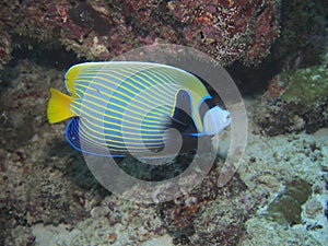Emperor angelfish