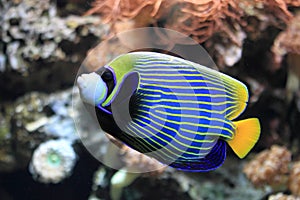 Emperor angelfish