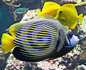 Emperor angelfish 3