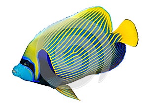 Emperor angelfish