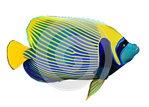 Emperor angelfish