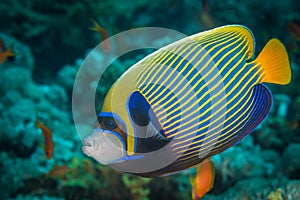 Emperor angelfish