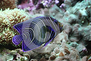 Emperor Angelfish