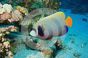 Emperor Angelfish