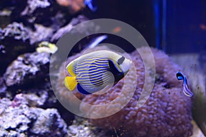 Emperor Angelfish photo