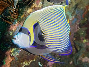 Emperor Angelfish