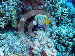 Emperor angelfish in coral reef during a dive in Bali