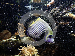 Emperor Angelfish fish on coral reef