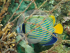 Emperor angelfish & ghost fishing net