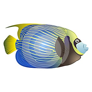 Emperor Angelfish on Isolated