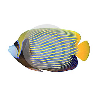 Emperor Angelfish