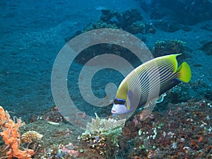 An emperor angelfish at the liberty in tulamben, bali