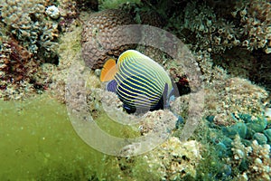 Emperor angelfish, marine angelfish