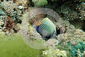 Emperor angelfish, Pomacanthus imperator