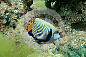 Emperor angelfish, Pomacanthus imperator