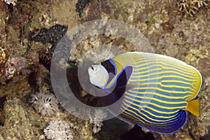 Emperor angelfish (pomacanthus imperator)