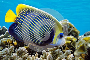 Emperor angelfish - Pomacanthus imperator