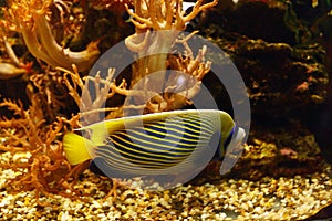 Emperor angelfish Pomacanthus imperator in habitat