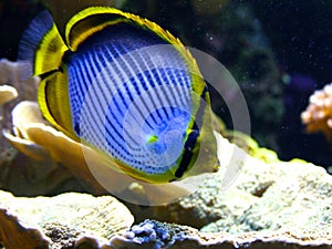 Emperor angelfish (Pomacanthus imperator) photo