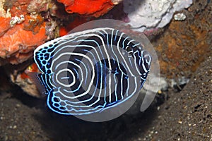 Emperor Angelfish, Pomacanthus imperator, juvenile