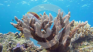 Emperor angelfish, Pomacanthus imperator Red Sea.