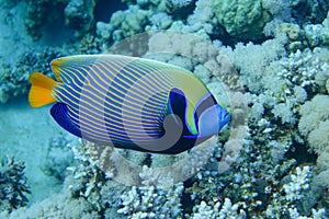 Emperor Angelfish Pomacanthus imperator Red Sea,Close up