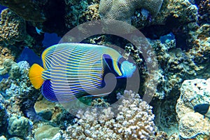 Emperor Angelfish Pomacanthus imperator Red Sea,Close up