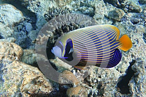 Emperor Angelfish Pomacanthus imperator Red Sea,Close up