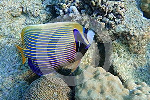 Emperor Angelfish Pomacanthus imperator Red Sea,Close up