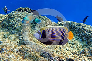 Emperor Angelfish Pomacanthus imperator Red Sea,Close up