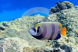 Emperor Angelfish Pomacanthus imperator Red Sea,Close up