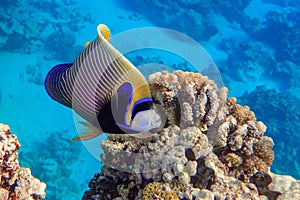 Emperor Angelfish Pomacanthus imperator Red Sea,Close up