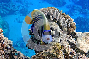 Emperor Angelfish Pomacanthus imperator Red Sea,Close up