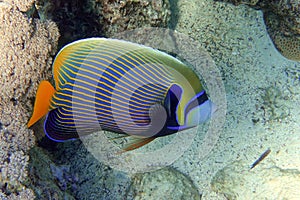 Emperor Angelfish Pomacanthus imperator Red Sea,Close up