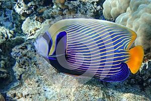 Emperor Angelfish Pomacanthus imperator Red Sea,Close up