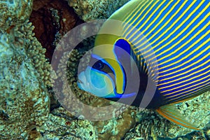 Emperor Angelfish Pomacanthus imperator Red Sea,Close up