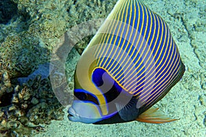 Emperor Angelfish Pomacanthus imperator Red Sea,Close up